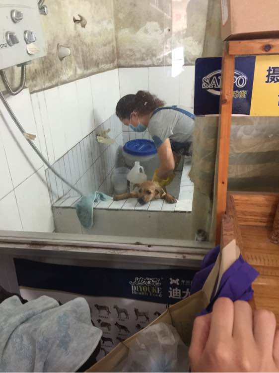 买狗花了50，打疫苗用了80，大家笑我傻，但是我却觉得值