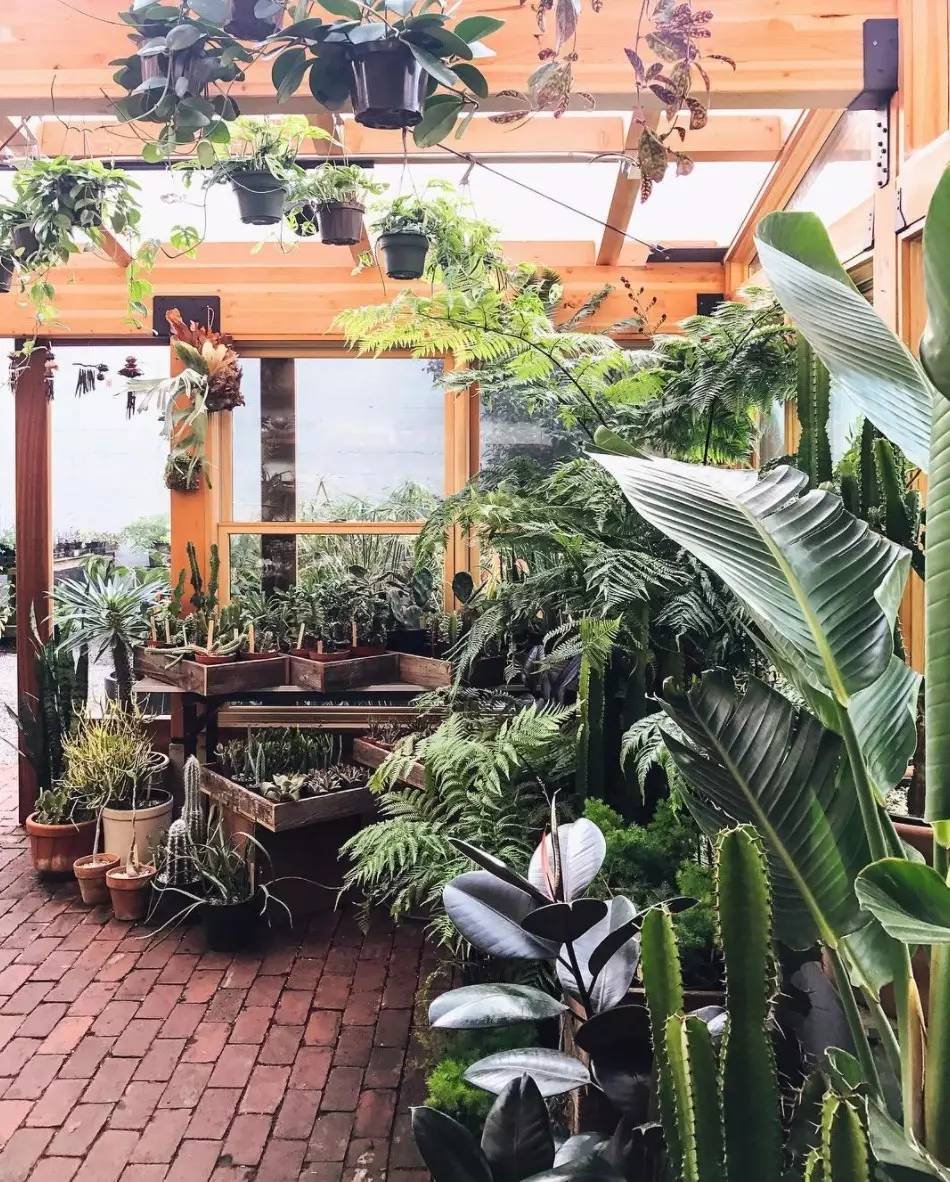 卖的最好的植物店,植物店能买到哪些植物