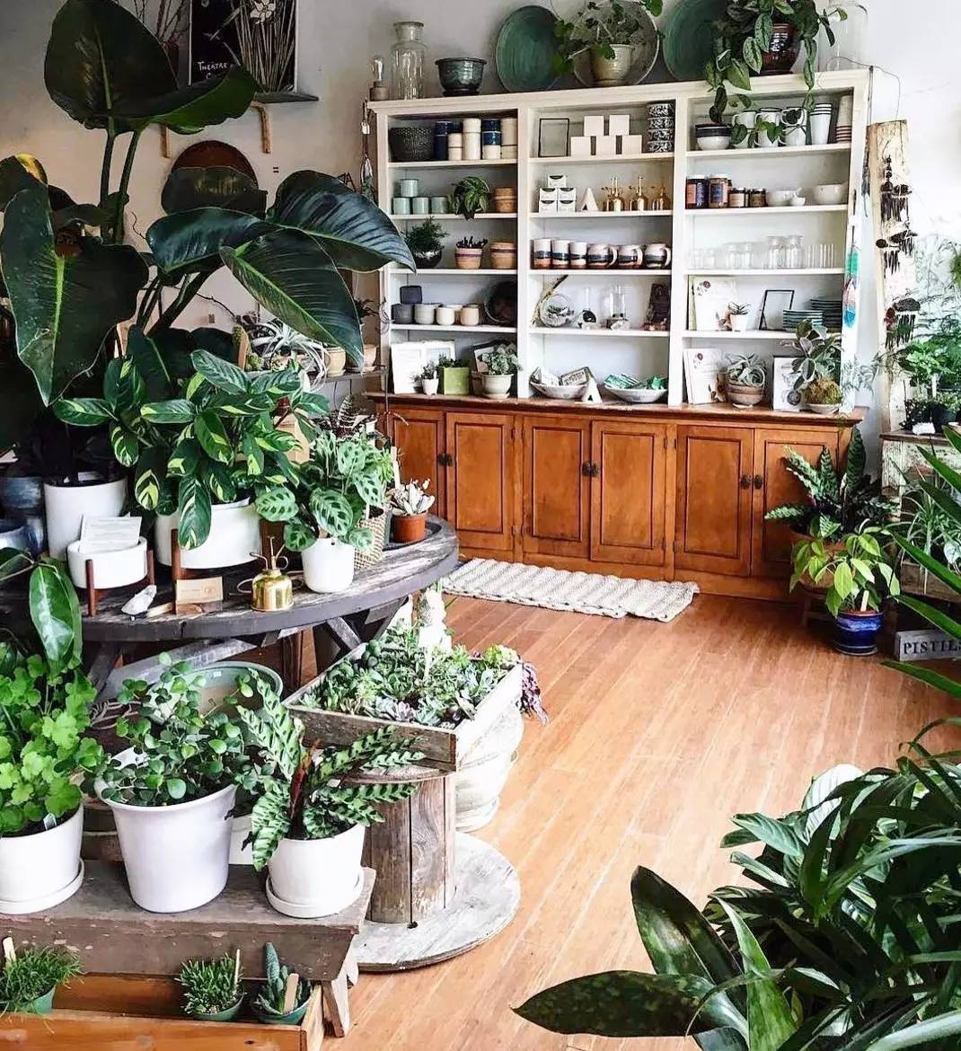 卖的最好的植物店,植物店能买到哪些植物