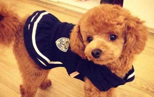 狗狗价格表又便宜又好养,宠物市场狗狗的价格