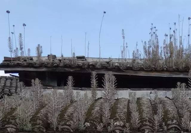 农村瓦房顶上常见多肉 (房顶上都是多肉视频)