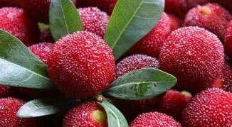 下雨后的杨梅为什么会长虫,杨梅长虫