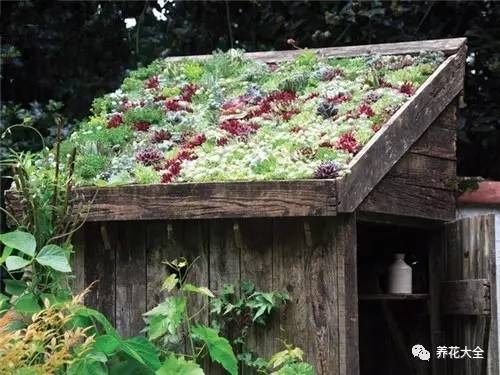 农村瓦房顶上常见多肉 (房顶上都是多肉视频)