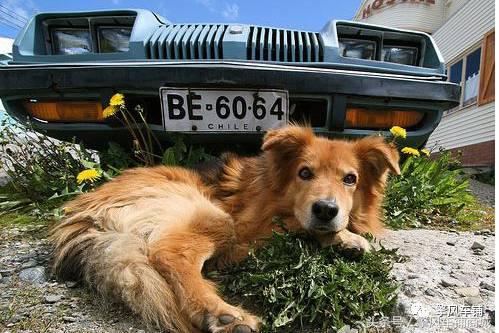 宠物狗被小车撞怎么理赔,开车撞了宠物狗怎么办如何理赔