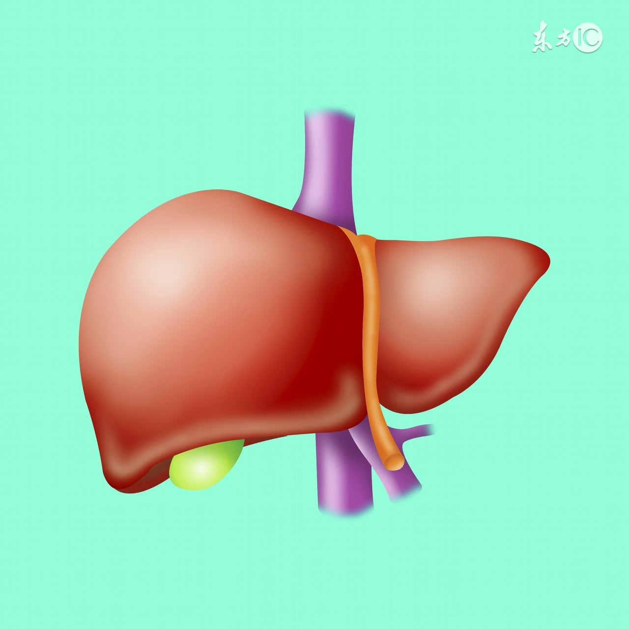 慢性胆囊炎的中医治疗,慢性胆囊炎中药治疗100例