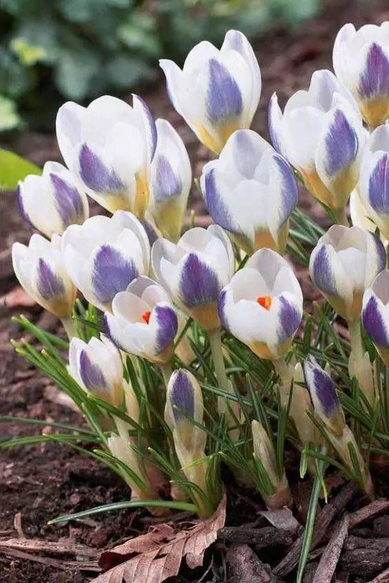 罕见的花红色,正宗藏红花西藏的藏红花