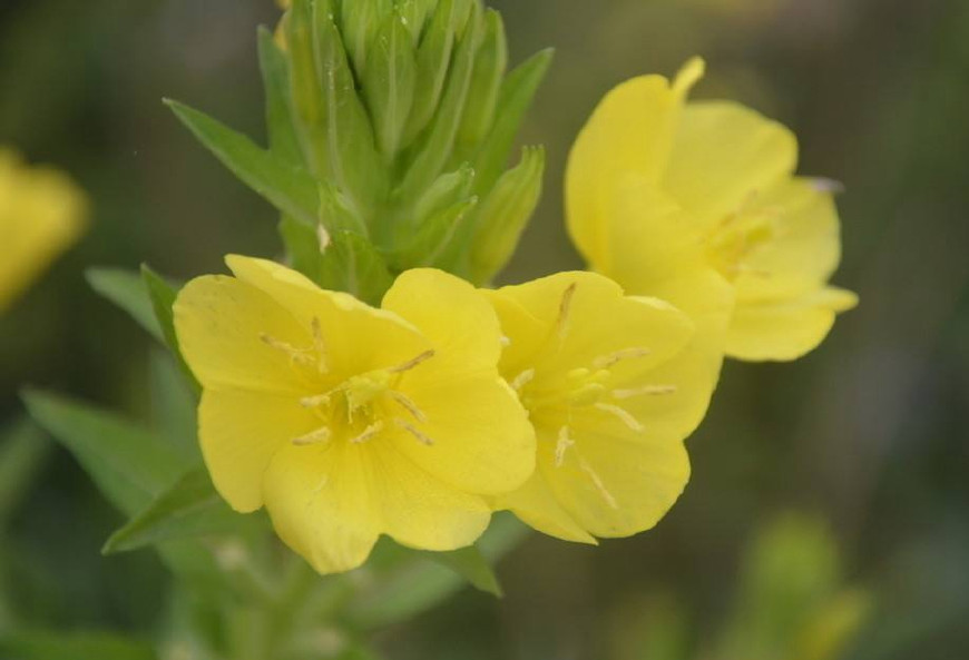 月见草含油量达25.1%含Y~亚麻酸达8.1%，最有开发前景