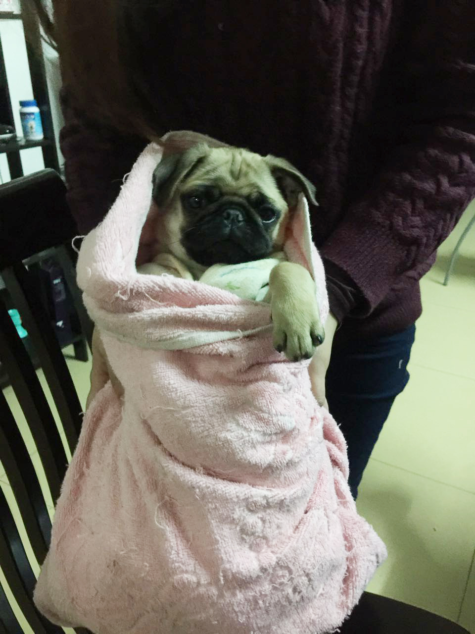 家有傻狗乐趣多,家有傻狗铲屎官的乐趣