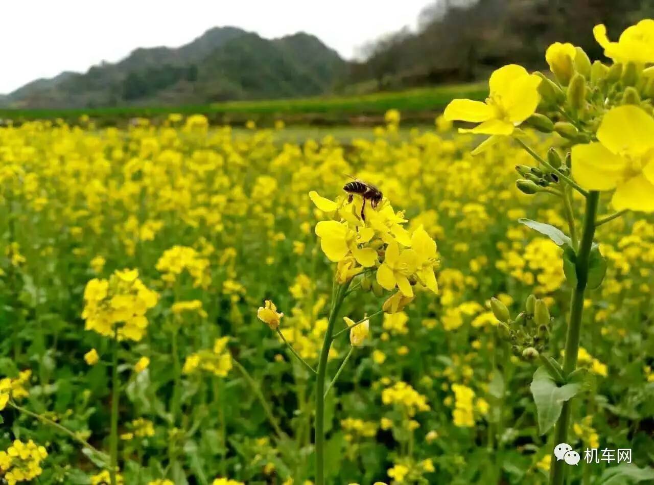 杞﹀弸椋庨噰渚濇棫鍥剧墖,杞﹀弸涓汉椋庨噰闆嗛敠