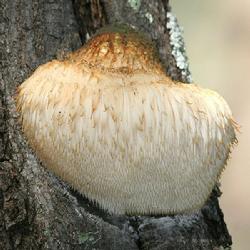 哪些菜养胃对胃病好,养胃菜治胃病偏方