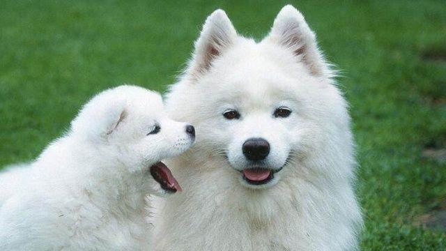 13种常见的宠物狗品种,狗狗价格表又便宜又好养