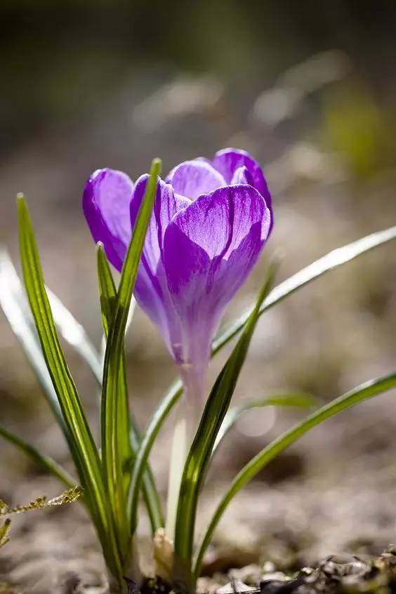 罕见的花红色,正宗藏红花西藏的藏红花
