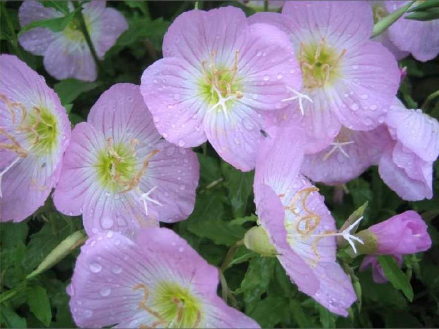 月见草含油量达25.1%含Y~亚麻酸达8.1%，最有开发前景