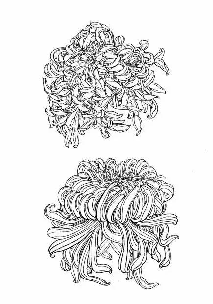 菊花白描工笔画图片大全,国画菊花鸟类白描教学视频