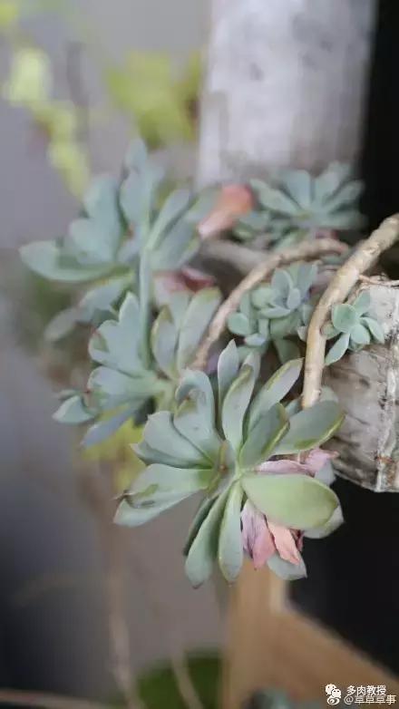 多肉的奇特之处,养的多肉长了蘑菇