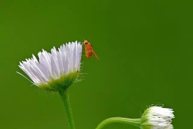 可以用驱蚊剂喷花吗,灭蚊喷雾剂可以喷花草吗