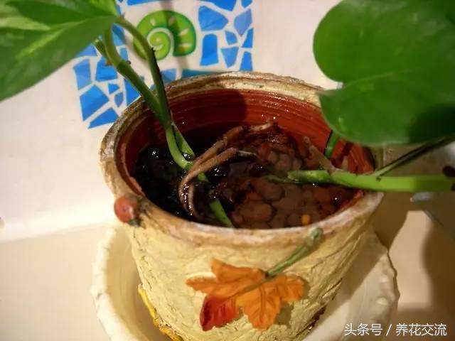 绿萝怎么养才能爆盆浇什么水,绿萝水培怎么快速爆盆