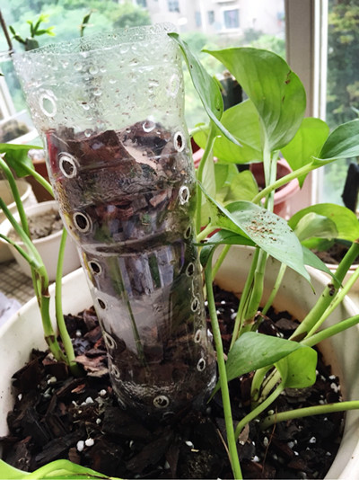 塑料瓶水培绿萝的正确方法,塑料瓶手工制作花瓶养绿萝