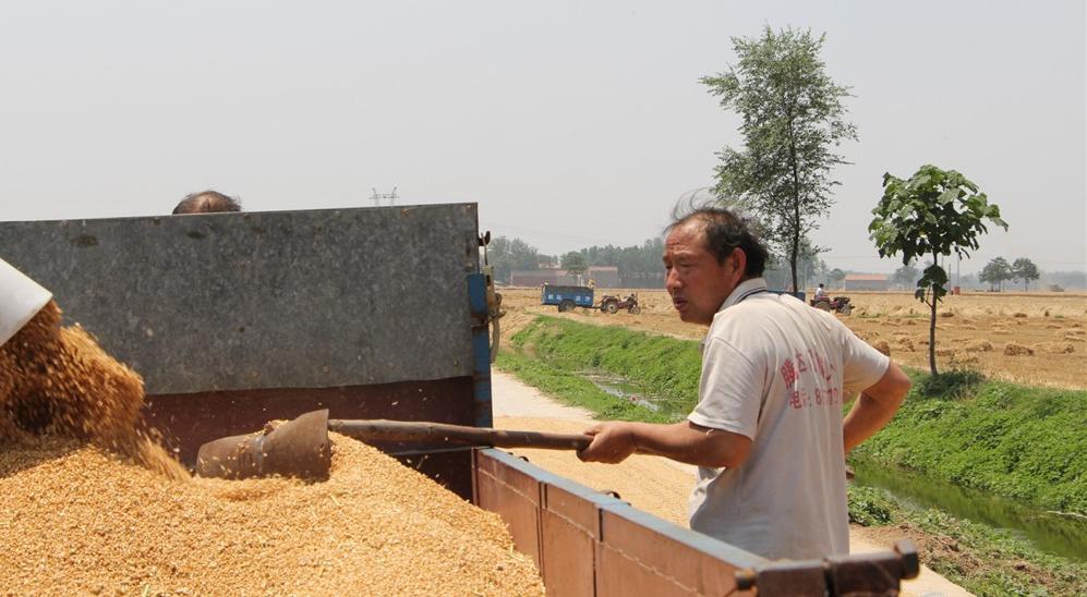 纵横田间，麦收不将就，这款山东“壮汉”收割机就是猛