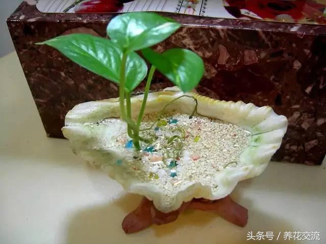 土培绿萝怎么养才能不黄叶茂盛,绿萝的养殖方法和注意事项土培