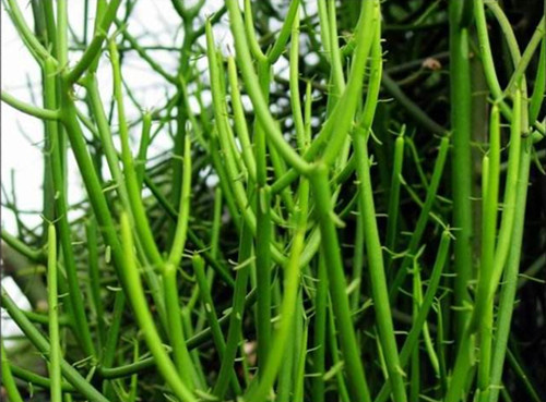 这些多肉自带臭味入手需谨慎,多肉的汁液进到眼睛怎么办