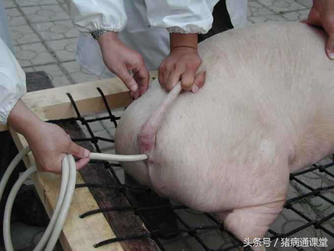 给猪灌肠用什么,猪灌肠治疗便秘的正确方法视频