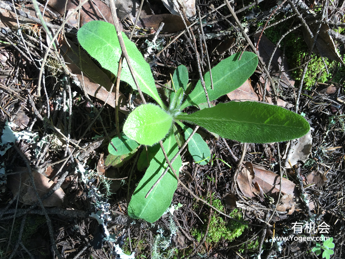 现实中的魔法森林,魔法森林教学课件