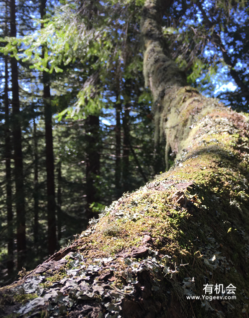 现实中的魔法森林,魔法森林教学课件