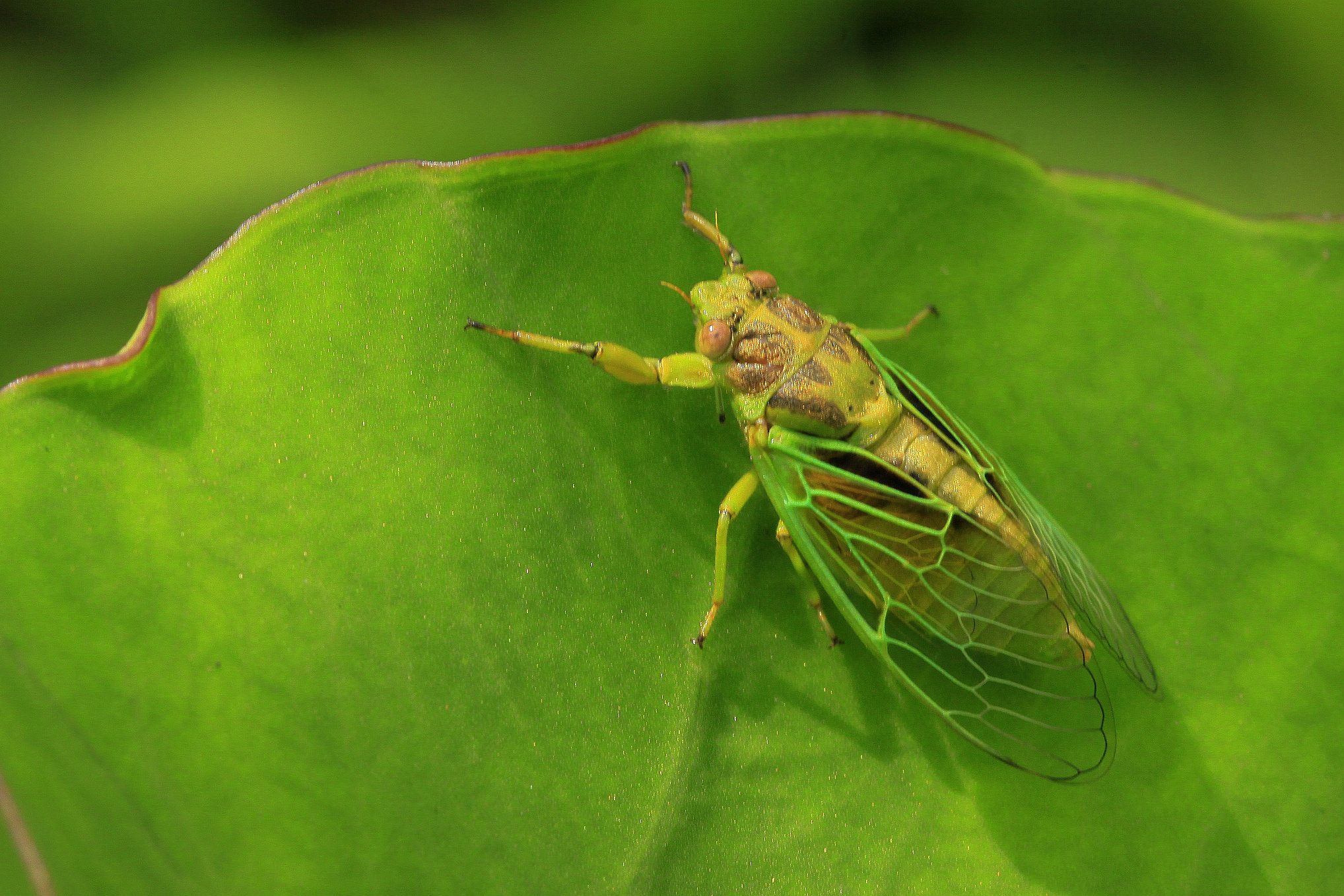 回忆一下2018年的神兽们,记录曾经神兽们的点点滴滴