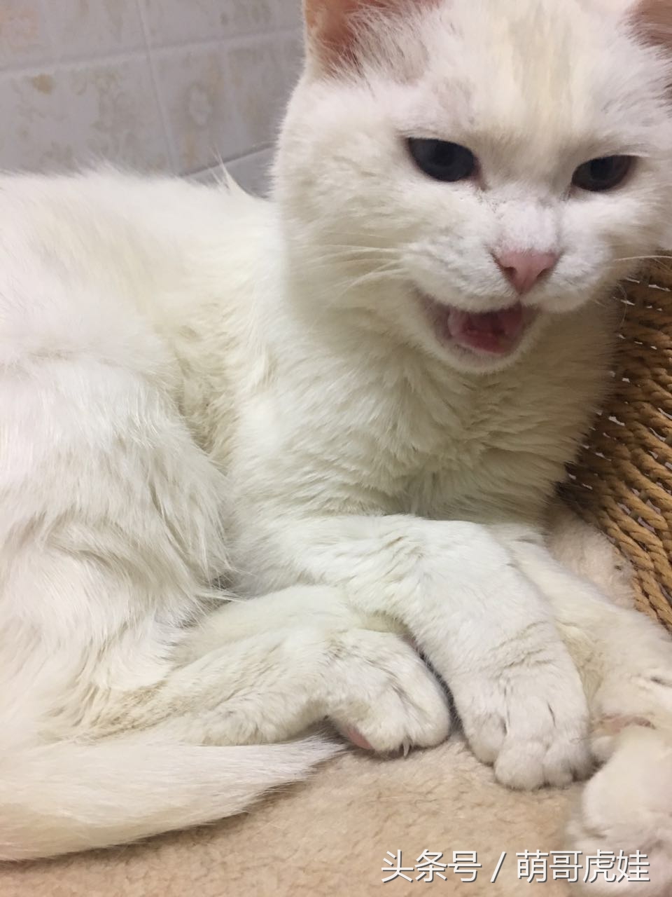 猫咪被剃毛的搞笑样子,被剃毛后的猫咪有多搞笑