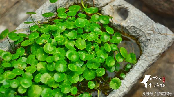 苏州旅游蜜月,苏州蜜月旅行
