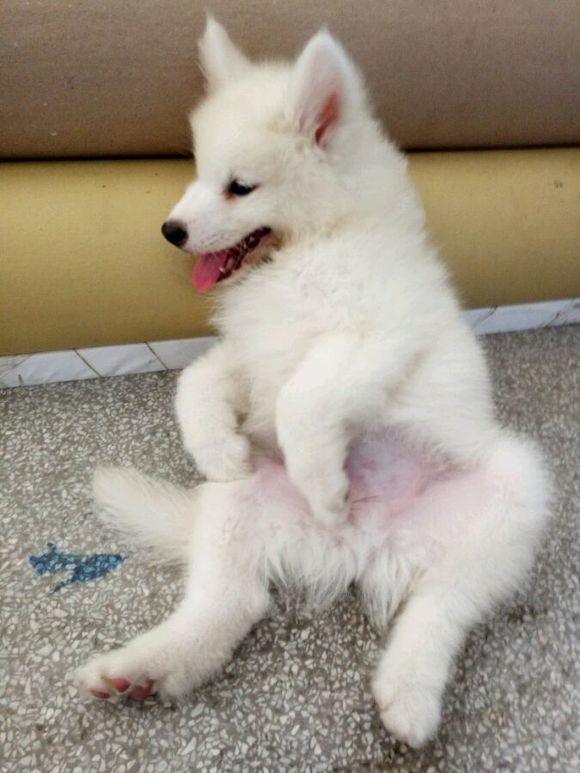 刚到家的萨摩耶活泼正常嘛,萨摩耶无精打采拉稀还不吃东西