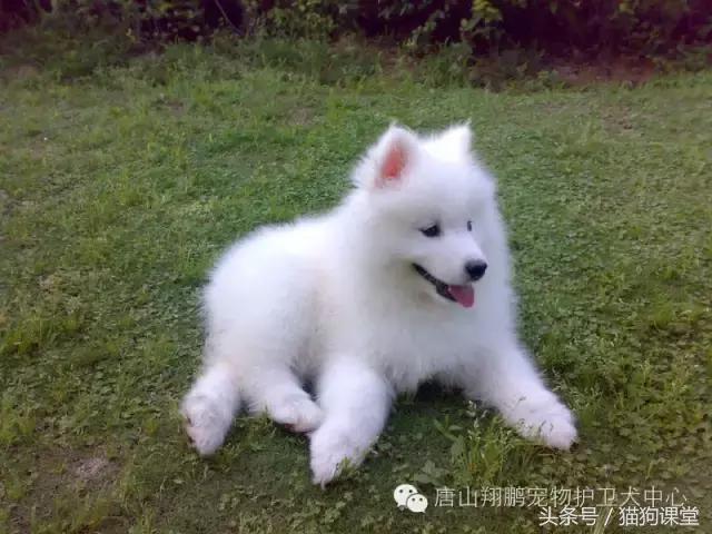 犬种介绍柴犬,萨摩耶是哪个国家的犬种