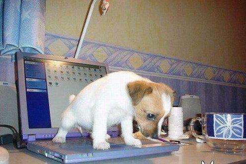 狗狗乱尿还一脸无辜,狗狗乱尿乱拉怎么处罚