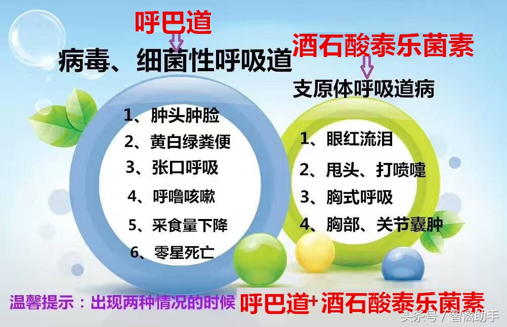 芦花鸡养殖技术大全,芦花鸡养殖技术知识大全