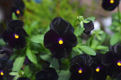 苗木宝,苗木宝贝