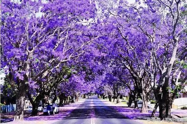 kevin马老师谈留学,kevin老师讲留学