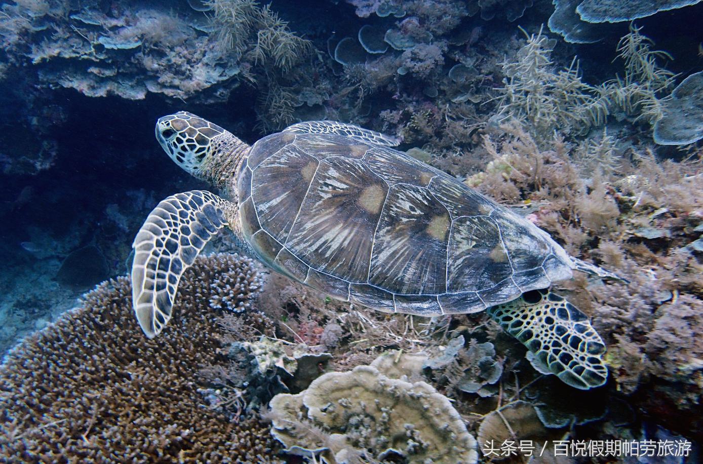 玳瑁：深蓝之下的独行者