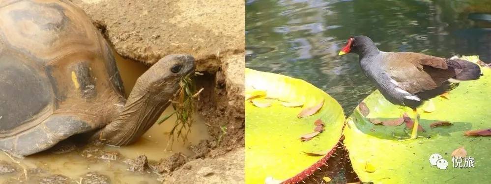 毛里求斯出境旅游攻略,刚去毛里求斯的人可以免签30天吗