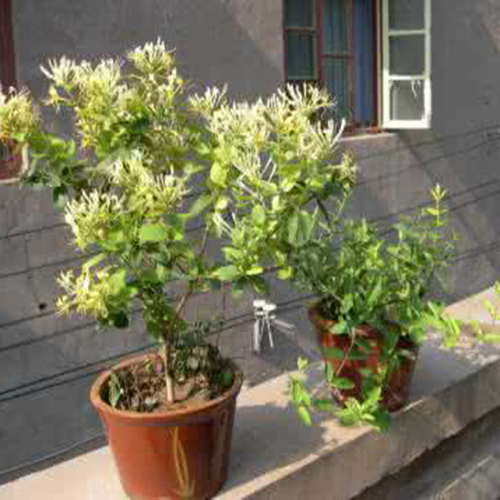 这些花不仅好看还可以做药材？一物多用，第8个还可以治高血压！