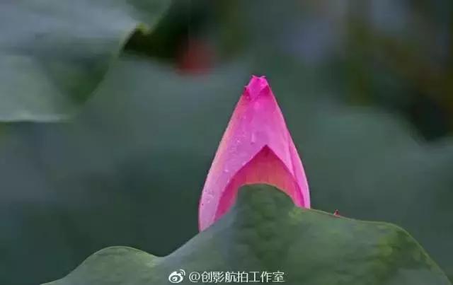 金华十大赏花景点排名,金华荷花景点大全