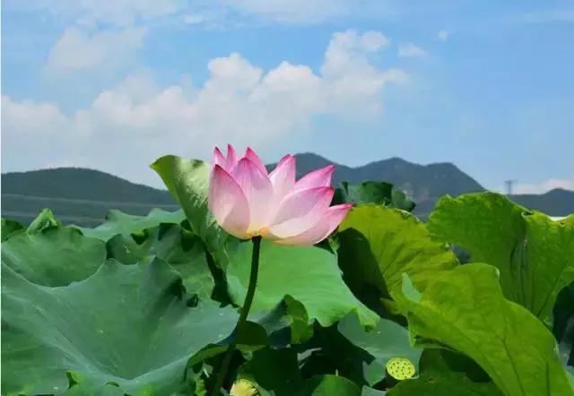 金华十大赏花景点排名,金华荷花景点大全