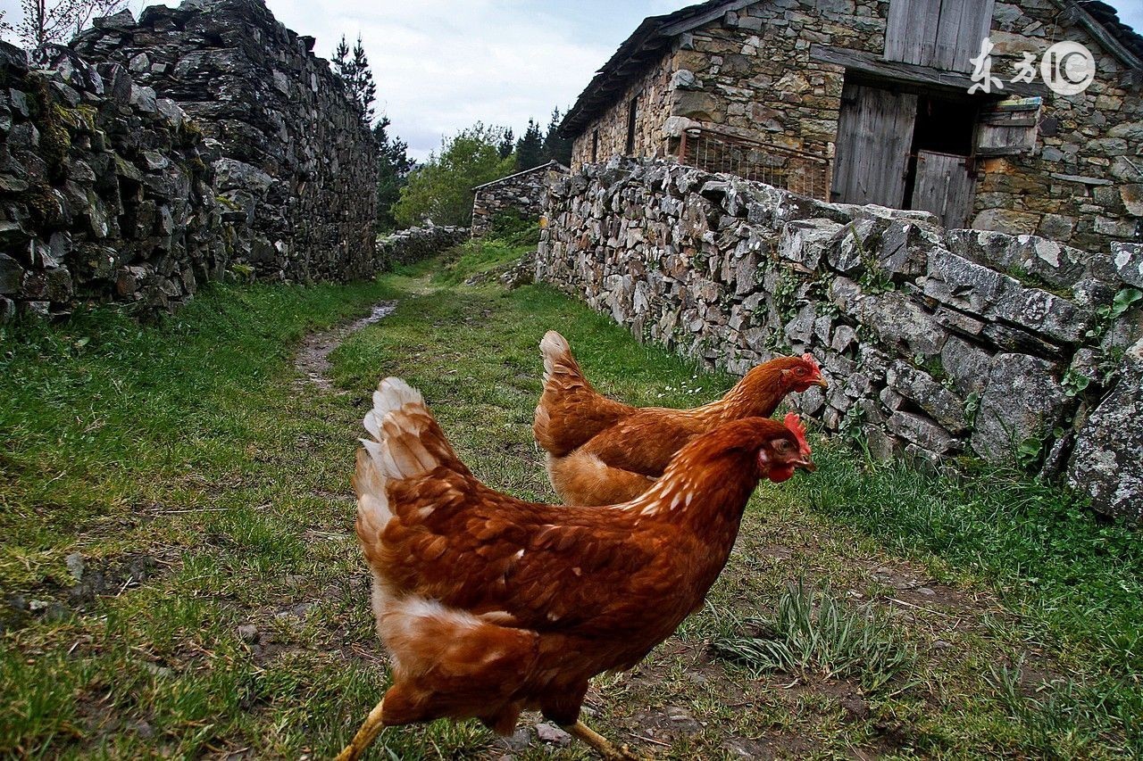 鸡肥了有蛋下不出怎么办,鸡太肥不下蛋怎么处理