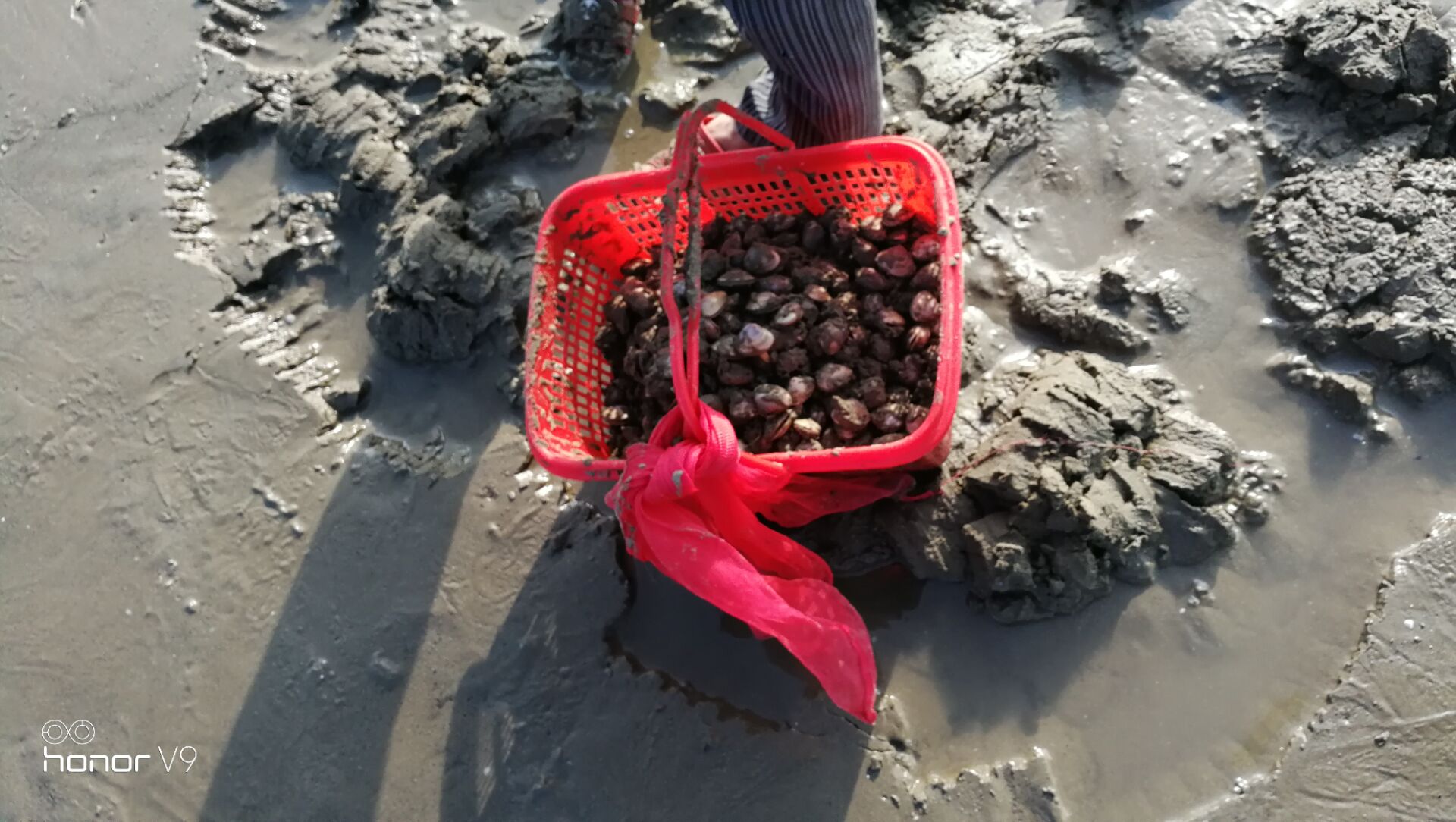 黄蛤怎么捕食,挖青蛤的正确方法视频