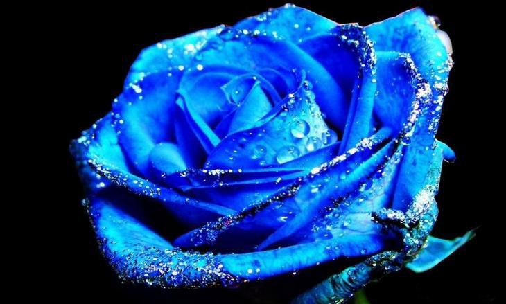 玫瑰精油1000多钱,一千克纯玫瑰精油价格