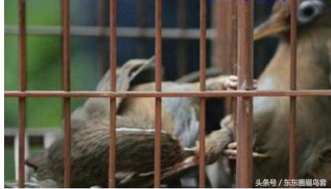 画眉鸟的叫声视频播放,画眉鸟的叫声藏有哪些知识