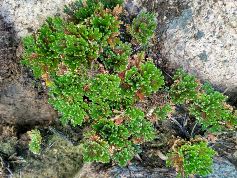 农村山里有什么特产,不起眼的农村土特产是什么