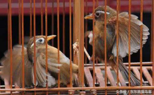 画眉鸟的叫声视频播放,画眉鸟的叫声藏有哪些知识