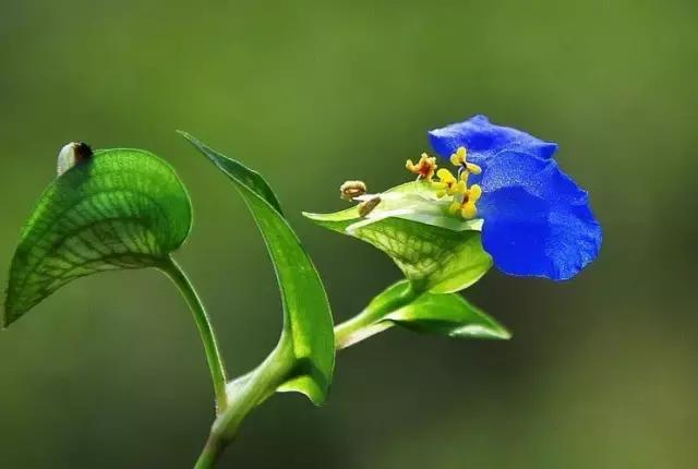 鸭跖草花的图片,紫鸭跖草花图片