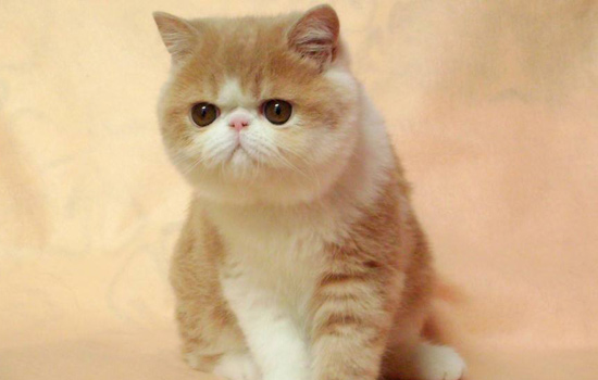 加菲猫大便拉不成形,加菲猫怎么教猫咪在厕所大便